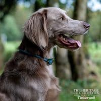 Timberwolf Round Leather Dog Collar Blue 28–36cm UK