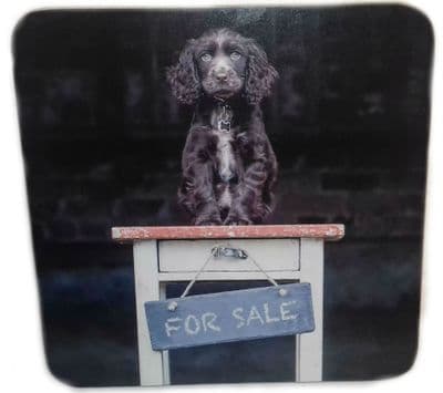 Bailey for Sale, Spaniel Coaster