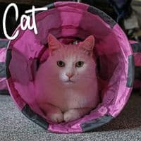 Y-Shaped Cat Tunnel by Ancol