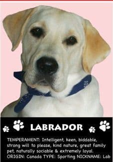 Yellow Labrador Fridge Magnet
