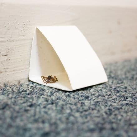 Crawling Insect Glueboards