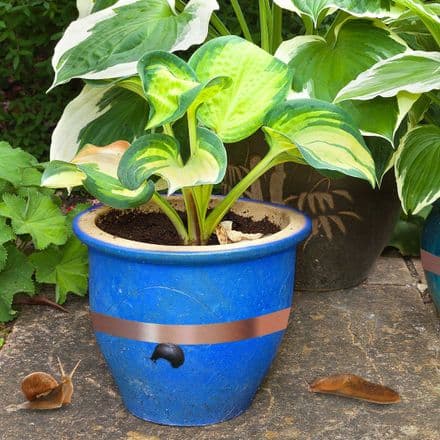 Slug and Snail Copper Tape