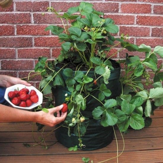 Strawberry Planter