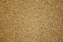 Regency: Luxor - Sandstone