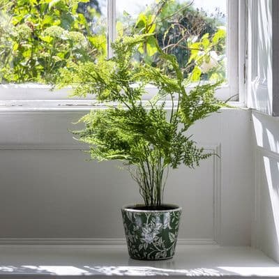 Artificial Asparagus Fern Pot Plant