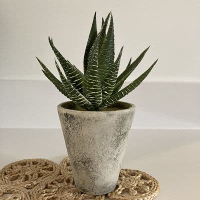 Artificial Faux Aloe Vera in a Cement Grey Pot