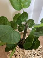 Artificial Faux Chinese Money Plotted Plant