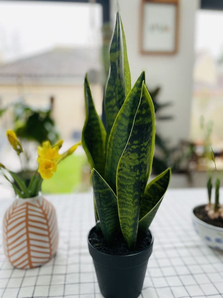 Artificial Sansevieria/Snake Plant in Pot