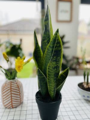 Artificial Sansevieria/Snake Plant in Pot