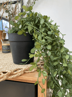 Artificial String of Nickels, Trailing Plant