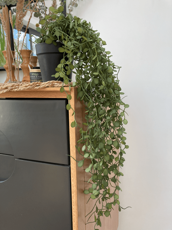 Artificial String of Nickels, Trailing Plant