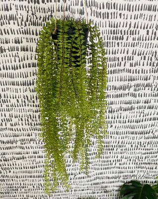 Artificial Trailing Senecio, Plant with string hanger