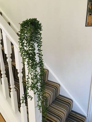 Artificial Trailing String of Pearls Plant by Gisela Graham