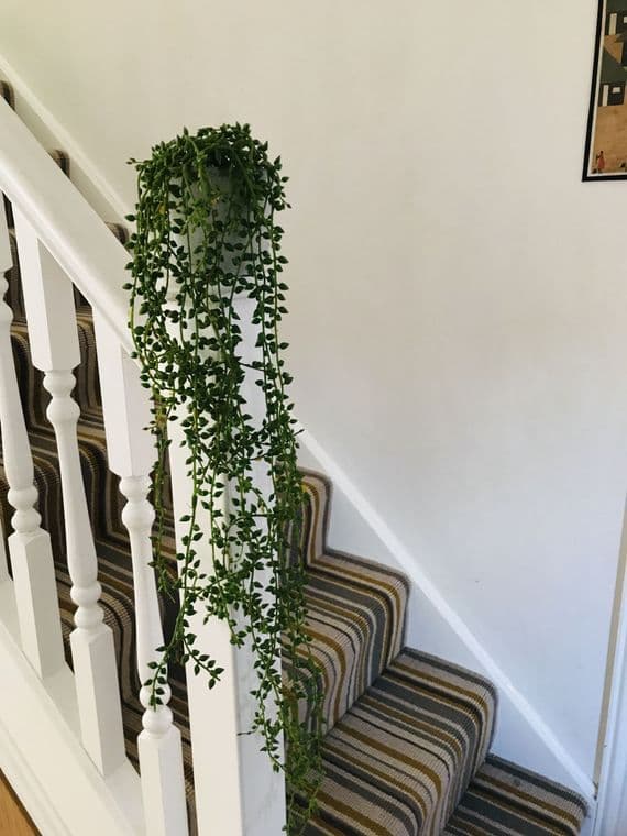 Artificial Trailing String of Pearls Plant by Gisela Graham