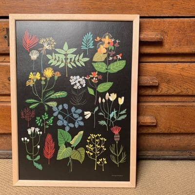 Brie Harrison 'Plant Study' A3 Art Print