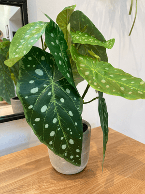 Faux  Spotted Begonia Plant, Medium in Pot by Gisela Graham