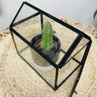 Glass House Display Box
