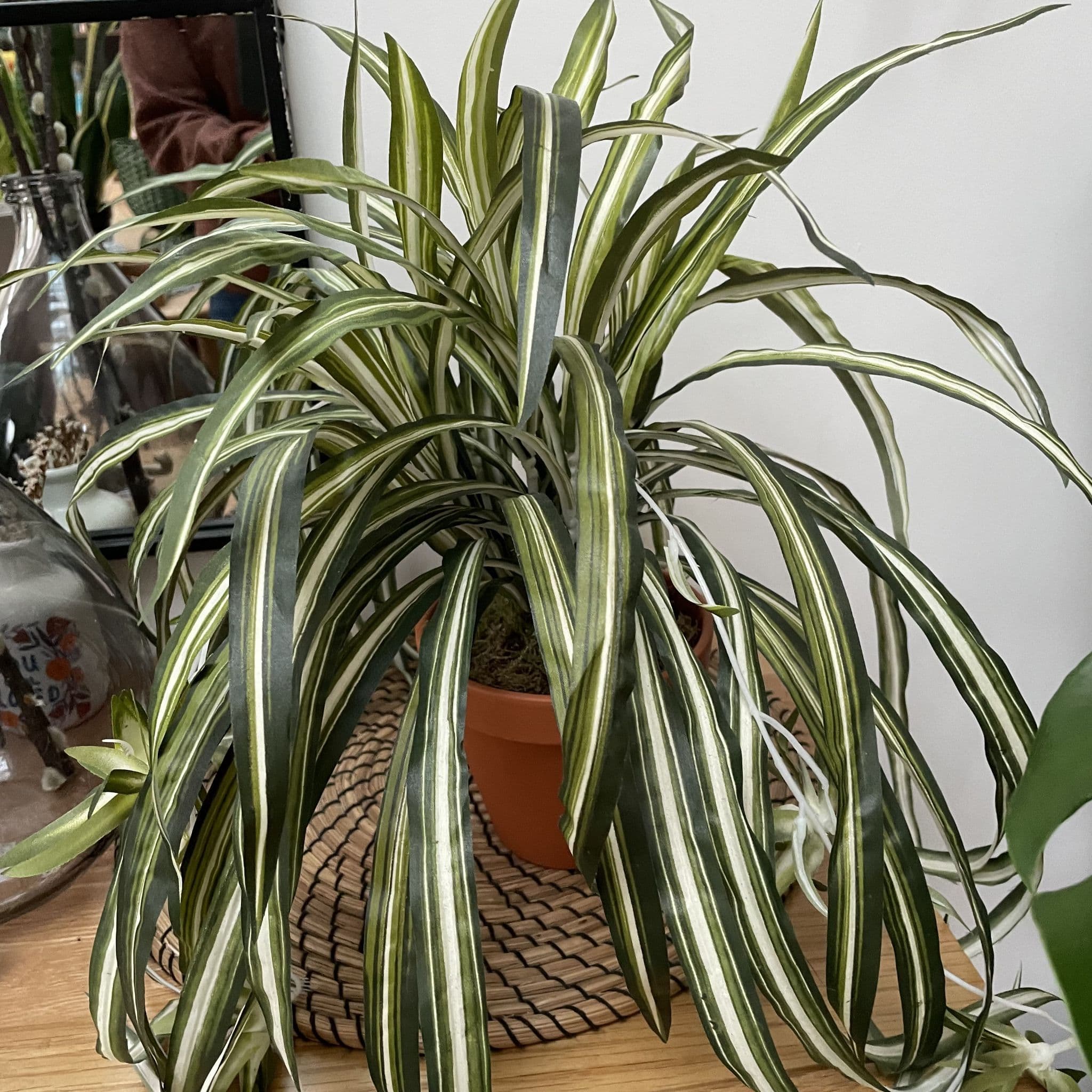 Large Faux Spider Plant in Terracotta Pot