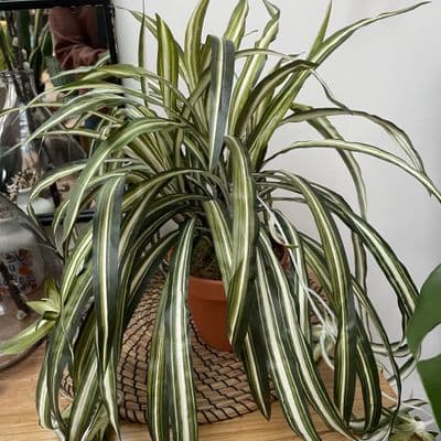 Large Faux Spider Plant in  Terracotta Pot