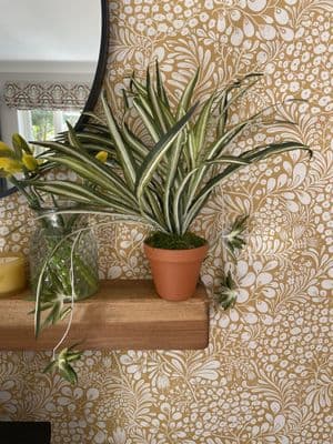 Medium Faux Spider Plant, Terracotta Pot