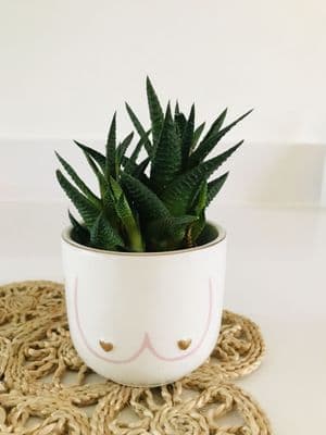 Mini Boobies Plant Pot/Planter