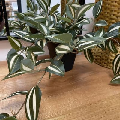 Tradescantia in Black Pot - Variegated Green Leaves