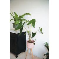 Up Mid Storage Basket/Planter - Simply White