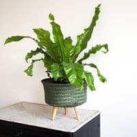 Up Mid Storage Basket/Planter - Urban Jungle