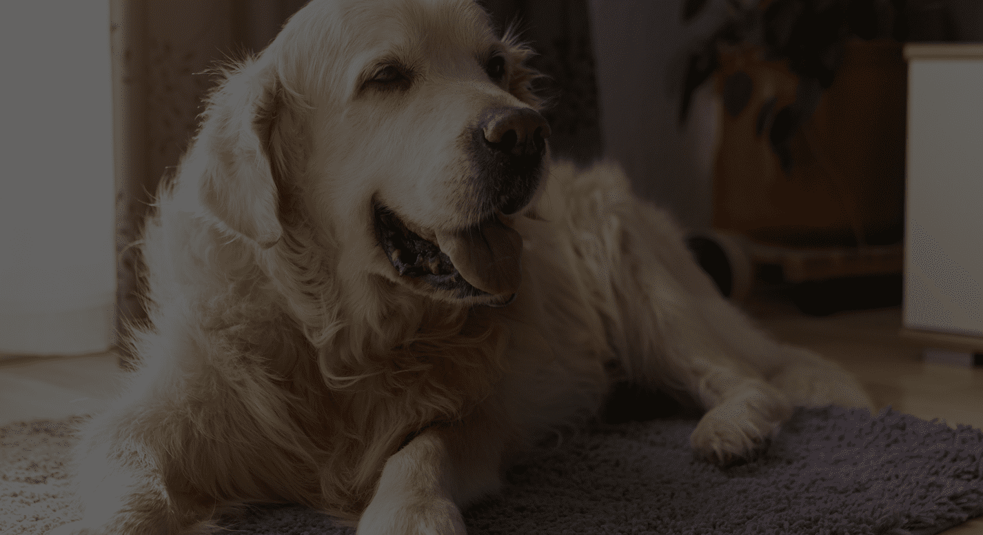 two happy dogs exploring promo