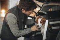 Thule Allax Dog Crate XXL Compact