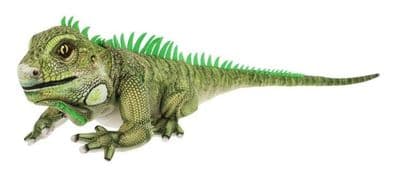 Keel - Iguana