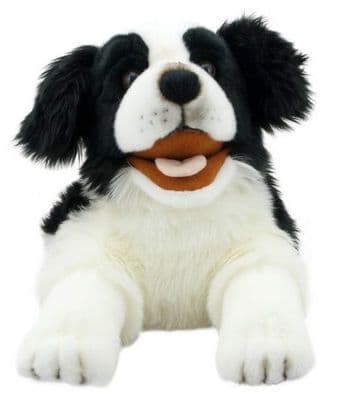 Playful Puppies - Border Collie