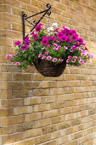Ambassador Dark Willow Hanging Basket - 16"
