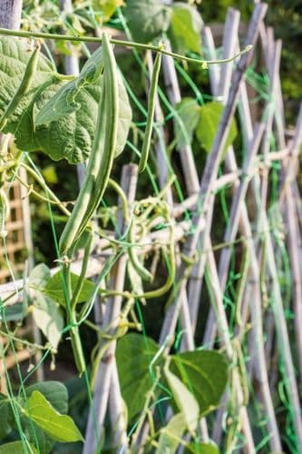 Ambassador Pea & Bean Net - 6 x 2m