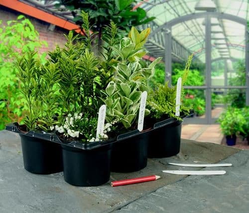 Ambassador Plant Labels & Pencil - 6" (10cm)