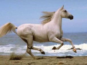 Horse 38