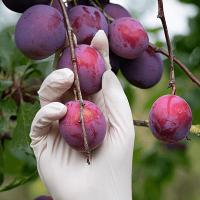 Aurelia Vibrant Latex Disposable Power Free Examination Gloves Dental, Healthcare, Tattoo, Food Indu