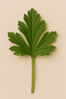 Anemone Leaf Veiner Large By Simply Nature was £23.03 now with 40% discount £13.82