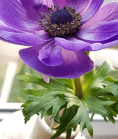 Anemone Leaf Veiner Medium By Simply Nature was £20.15 now with 40% discount £12.09