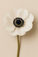 Anemone Petal Veiner Set Medium By Simply Nature was £29.03 now with 40% discount £17.40