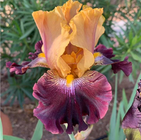 Bearded Iris Petal Veiner Set NO LONGER AVAILABLE