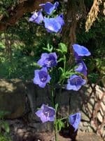 Bellflower (Campanula) mould by Angeliza NO LONGER AVAILABLE