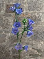 Bellflower (Campanula) mould by Angeliza NO LONGER AVAILABLE