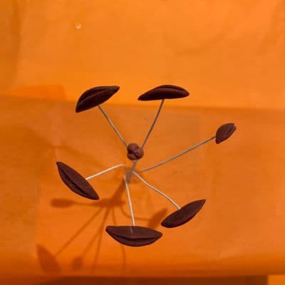 Blooming Cake Tools  Brown Lily Stamens