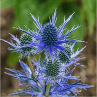 Blue Thistle (eryngium planum) Centre Mould by Angeliza NO LONGER AVAILABLE