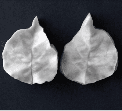 Bougainvillea Single Small Leaf Veiner By Robert Haynes was £14.95 now with 35% discount £9.72