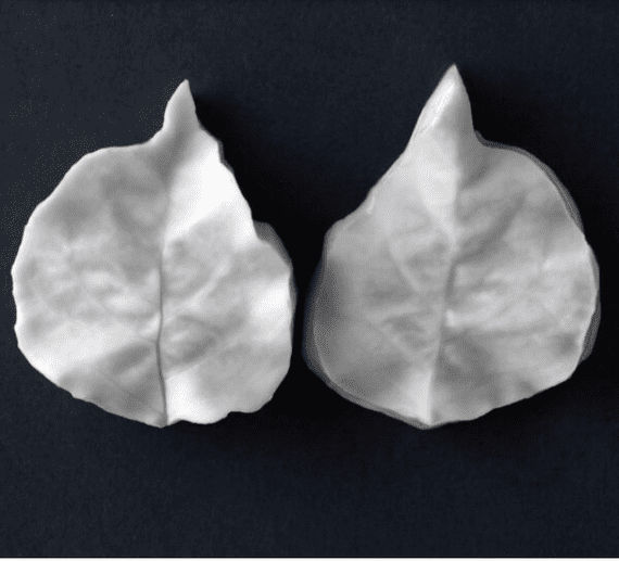 Bougainvillea Single Small Leaf Veiner By Robert Haynes was £14.95 now with 35% discount £9.72