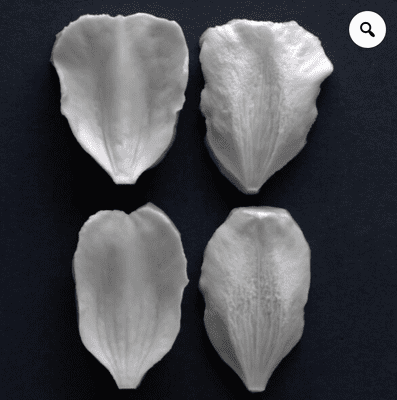 Clematis Montana Petals Veiner Set Of 2 By Robert Haynes was £22.30 now with 35%  discount  £14.50