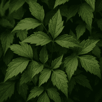 Clematis Montana Single Large Leaf Veiner By Robert Haynes was £20.65 now with 35% discount £13.42