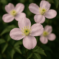 Clematis Montana Single Large Leaf Veiner By Robert Haynes was £20.65 now with 35% discount £13.42
